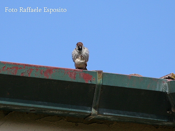 Sequenza di un accoppiamento